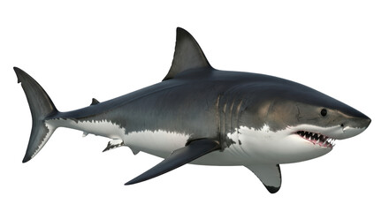 Isolated Great White Shark