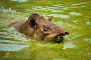 Tapir swimming in a river