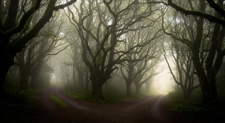 Misty forest with diverging paths and atmospheric lighting