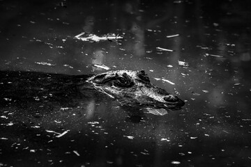 Black and white portrait of an alligator in water