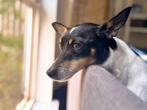 A calm, intimate portrait of a Toy Fox Terrier dog looking out a window, bathed in soft, natural light, capturing a moment of quiet contemplation.