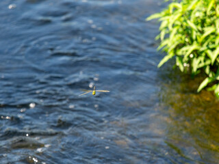 川の上を飛ぶトンボ