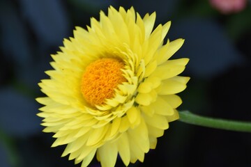 A lovely golden everlasting flower (Xerochrysum bracteatum) is blossoming outdoor in summer time.