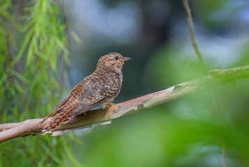A female plaintive cuckoo. Photographed in the western part of Singapore.