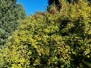 Beautiful plant in the autumn. Philadelphus coronarius, sweet mock orange, English dogwood, is a species of flowering plant in the family Hydrangeaceae. 