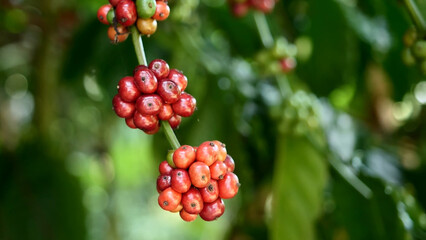 Coffee Plant with Ripe Berries: An up-close shot captures a cluster of vibrant red coffee berries, bursting with the promise of the morning brew, thriving against a backdrop of lush green foliage.