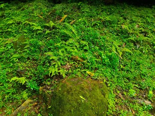 Lush Green Forest Ground with Ferns and Moss-Covered Rocks