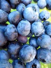 Blueberry berries close-up. Blueberry harvest