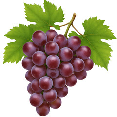 Fototapeta premium Purple grape cluster hanging from green vine branch
