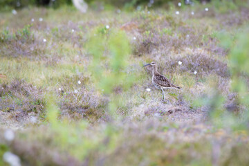 Whimbrel (Numenius phaeopus) standing on a meadow – typical grassland and migratory bird in natural habitat.