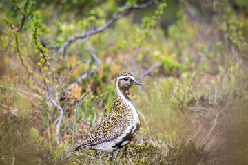 European golden plover (Pluvialis apricaria) in natural habitat – typical meadow and migratory bird of Nordic landscape.