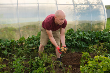 A middle-aged man in the garden holding a dug potato in his hands. Gardening, agriculture and horticulture
