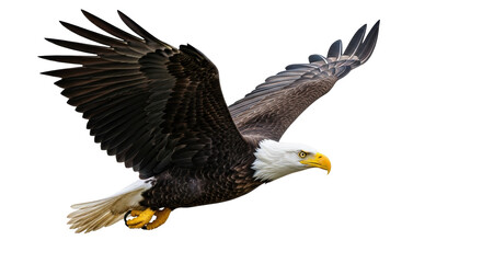 Isolated Bald Eagle in Flight