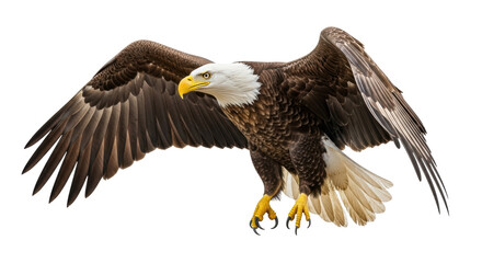 Isolated American Bald Eagle with Wings Spread