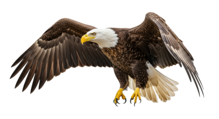 Isolated American Bald Eagle with Wings Spread
