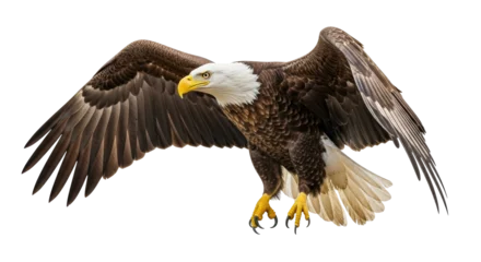 Fotobehang Adelaar Isolated American Bald Eagle with Wings Spread  © Natalia