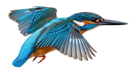 Obraz premium Isolated Kingfisher Bird