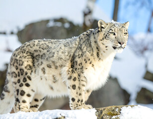 Fototapeta premium Majestic snow leopard standing alert in a snowy habitat, its thick fur providing warmth against the winter backdrop.