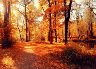 Obraz premium Golden Hour in the Autumn Forest