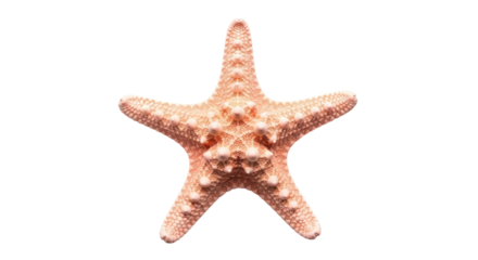 Isolated Pink Starfish