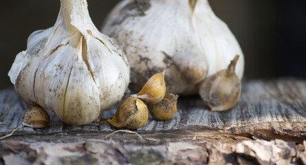 Elephant garlic bulbs and corms with hard shells on a wooden surface