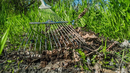 Process of gathering fallen leaves with fan rake in the back yard. Seasonal garden care, metal rake sweeping dry leaves, new grass emerging in sunlight