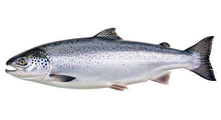 Naklejka premium Isolated Salmon Fish