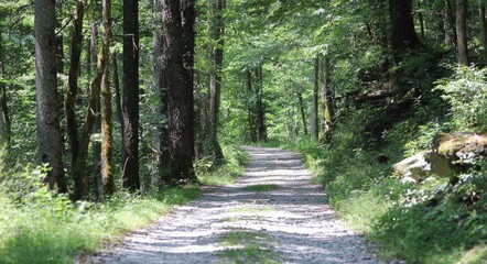 Fototapeta premium Forest Path Sunlight
