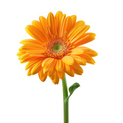 Close-up of a single vibrant orange gerbera daisy, isolated on black.  Petals radiate outward from a central disc.  Green stem and leaves are visible.  High-quality image