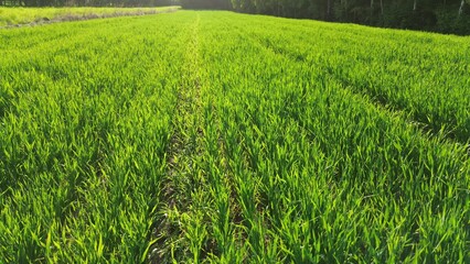 Fototapeta premium Green wheat field under summer sunshine