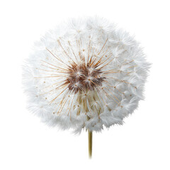 Fototapeta premium Detailed close-up of a mature, fluffy dandelion seedhead