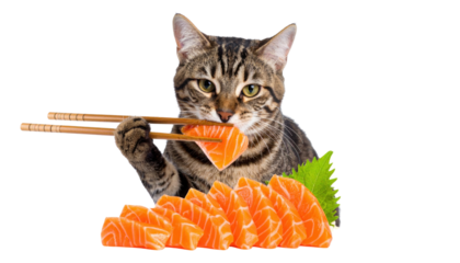 Tabby cat holding chopsticks and grabbing a slice of salmon sashimi.