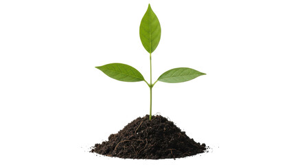 Isolated Sprout in Soil