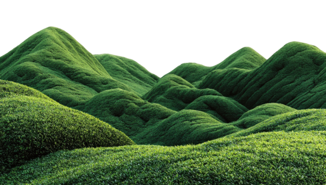 Lush, rolling hills of vibrant green foliage.  A landscape of gentle curves and peaks