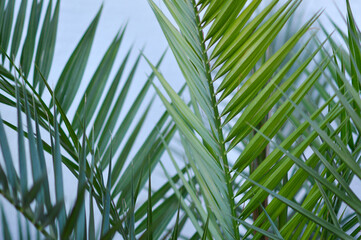 green leaves of majesty palm growing in the pot