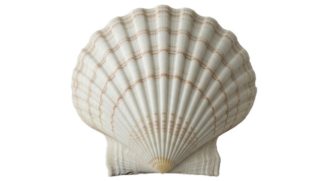 Isolated Seashell