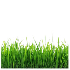 Obraz premium Vibrant green grass on transparent background