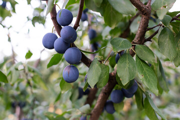 Ripe blue plums close-up on the branches of a tree