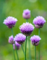 Fototapeta premium Close-up of purple flowers