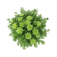 Fototapeta premium A bouquet of green flowers arranged artistically 