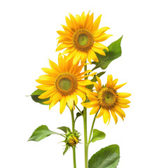 Obraz premium Three vibrant sunflowers, bright yellow petals, dark centers, green leaves, close-up, natural, isolated