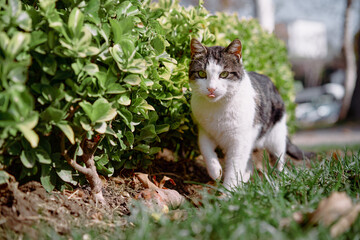 Domestic cat strolls outdoors near lush green bushes, blending into natural environment with curious expression. Setting exhibits vibrant greenery and sunlight, enhancing serene and lively ambience