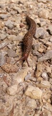 A large leopard slug with distinctive brown body and black spots, crawling over rocky ground in its natural outdoor habitat