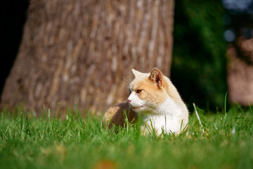 A calm ginger and white cat sits on vibrant green grass next to a tree trunk, enjoying a peaceful outdoors under natural sunlight. The image conveys tranquility and the beauty of nature.