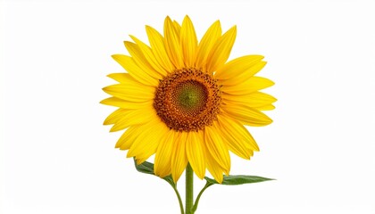 sunflower isolated on white