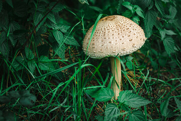 mushroom in the forest