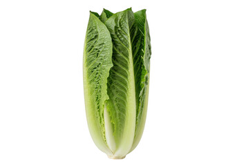 Fresh romaine lettuce head isolated on transparent background
