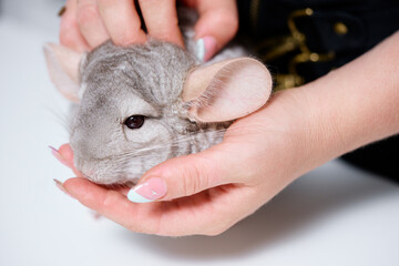 Close-up image featuring gentle hands cradling a soft gray chinchilla, illustrating care and...