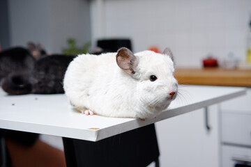 Cute pet fur fluffy chinchilla on white table
