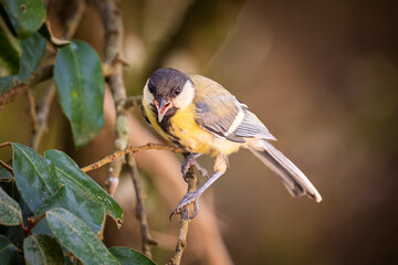 A Great Tit (Parus major) perched on the branch of a tree in France